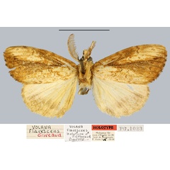 /filer/webapps/moths/media/images/F/flavescens_Volana_HT_MNHN.jpg