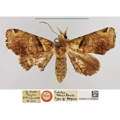 /filer/webapps/moths/media/images/C/chlorobasis_Eutelia_HT_NHMUK.jpg