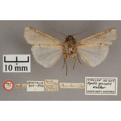 /filer/webapps/moths/media/images/I/ignicollis_Agrotis_HT_OUMNH_02.jpg