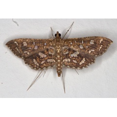 /filer/webapps/moths/media/images/G/geometralis_Nausinoe_A_Heyns_02.jpg