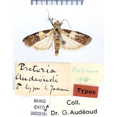 /filer/webapps/moths/media/images/A/audeoudi_Pretoria_HT_MHNG.jpg