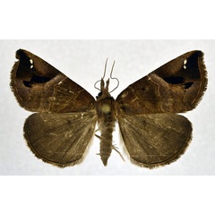 /filer/webapps/moths/media/images/L/leucosticta_Hypena_AM_NHMO.jpg