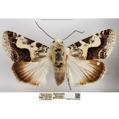/filer/webapps/moths/media/images/M/malgassica_Acontia_AF_NHMUK.jpg