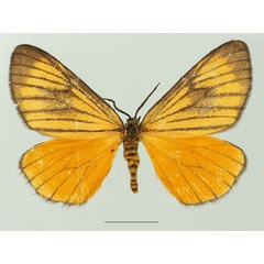 /filer/webapps/moths/media/images/M/marginata_Petovia_AM_Basquina.jpg