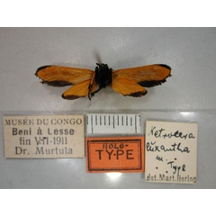 /filer/webapps/moths/media/images/E/euxantha_Netrocera_A_RMCA_02.jpg