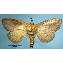 /filer/webapps/moths/media/images/S/sjostedti_Haplomiresa_HT_SNHMb.jpg