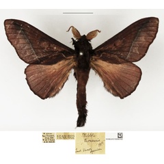 /filer/webapps/moths/media/images/T/thomensis_Stoermeriana_AM_NHMUK.jpg