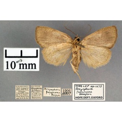 /filer/webapps/moths/media/images/F/fuscicona_Arcyophora_PT_OUMNH_02.jpg