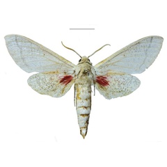 /filer/webapps/moths/media/images/H/hackeri_Neoclanis_HT_EMEMa.jpg