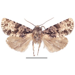 /filer/webapps/moths/media/images/P/politzari_Corniculonycta_PTM_ZSM_02.jpg