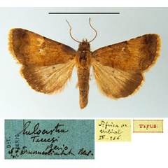 /filer/webapps/moths/media/images/B/brunneolimbata_Eulocastra_HT_MSNM.jpg