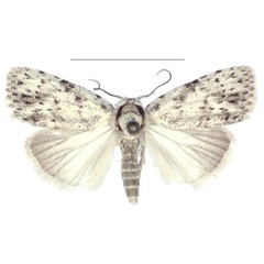 /filer/webapps/moths/media/images/T/truncata_Ezishnola_HT_ANHRT.jpg