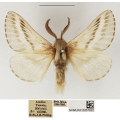 /filer/webapps/moths/media/images/H/henkei_Eriogaster_AM_NHMUK_02.jpg