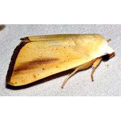 /filer/webapps/moths/media/images/G/graellsii_Pardoxia_A_Braun_08.jpg
