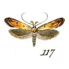 /filer/webapps/moths/media/images/S/silacella_Mesophleps_Hubner.jpg