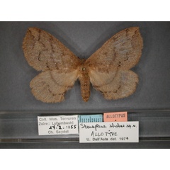 /filer/webapps/moths/media/images/S/shabae_Stenoglene_AT_RMCA_01.jpg