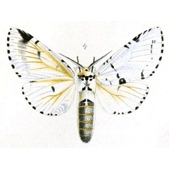 /filer/webapps/moths/media/images/A/argentina_Cerura_STF_Schultze.jpg