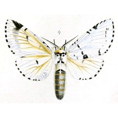 /filer/webapps/moths/media/images/A/argentina_Cerura_STF_Schultze.jpg