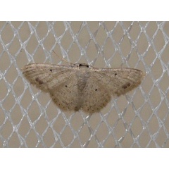 /filer/webapps/moths/media/images/S/submaculata_Idaea_A_Goff_02.jpg