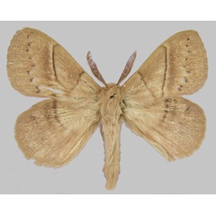 /filer/webapps/moths/media/images/M/montibia_Philotherma_AM_ZSM_01.jpg