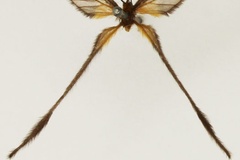 Doratopteryx steniptera