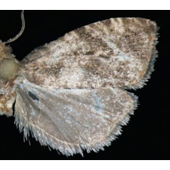 /filer/webapps/moths/media/images/E/ethiopica_Endothenia_HT_Trematerra.jpg