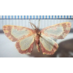 /filer/webapps/moths/media/images/V/vitrata_Chrysocraspeda_AM_Bippus.jpg