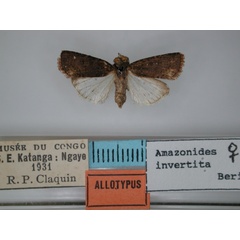 /filer/webapps/moths/media/images/I/invertita_Amazonides_AT_RMCA_01.jpg