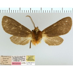 /filer/webapps/moths/media/images/A/aethiops_Metarctia_HT_NMB.jpg