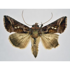/filer/webapps/moths/media/images/C/chalcedona_Thysanoplusia_AM_NHMO.jpg