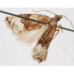 /filer/webapps/moths/media/images/C/caravanica_Vacanara_HT_USNM.jpg