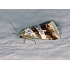 /filer/webapps/moths/media/images/O/ornatula_Eublemma_A_Roland_01.jpg
