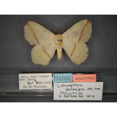 /filer/webapps/moths/media/images/F/fontainei_Stenoglene_HT_RMCA_01.jpg