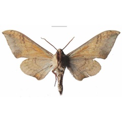 /filer/webapps/moths/media/images/P/postica_Pseudoclanis_AM_EMEM_04b.jpg