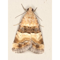 /filer/webapps/moths/media/images/B/bipartita_bipartita_Pseudozarba_A_Heyns_01.jpg
