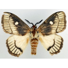 /filer/webapps/moths/media/images/O/ocellaris_Strigivenifera_AM_Basquin_02.jpg