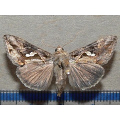 /filer/webapps/moths/media/images/A/acuta_Chrysodeixis_A_Goff_02.jpg