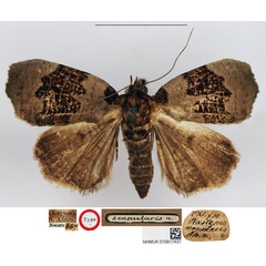 /filer/webapps/moths/media/images/S/scapularis_Plastenis_HT_NHMUK.jpg
