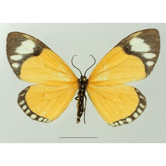 /filer/webapps/moths/media/images/V/variabilis_Cartaletis_AF_Basquina.jpg