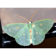/filer/webapps/moths/media/images/A/atridisca_Lophostola_A_Braun_04.jpg