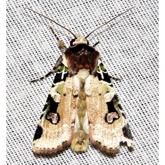 /filer/webapps/moths/media/images/A/albifrons_Mentaxya_A_Braun_10.jpg