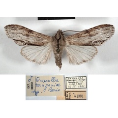 /filer/webapps/moths/media/images/T/tanzaniae_Euxoullia_HT_MSNM.jpg