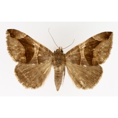 /filer/webapps/moths/media/images/C/conjunctura_Bastilla_AF_TMSA_02.jpg