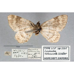 /filer/webapps/moths/media/images/A/attenuata_Larentia_HT_OUMNH_02.jpg