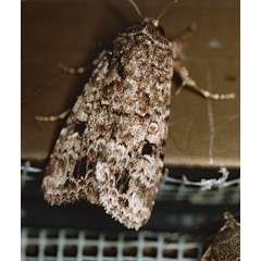 /filer/webapps/moths/media/images/T/triturata_Spodoptera_A_Roland_01.jpg