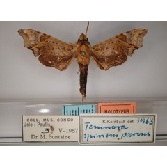 /filer/webapps/moths/media/images/P/parvus_Temnora_HT_RMCA_01.jpg