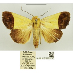 /filer/webapps/moths/media/images/C/camilla_Leocyma_AM_NHMUK.jpg
