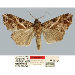 /filer/webapps/moths/media/images/P/pseudintermissa_Callopistria_HT_MNHN.jpg