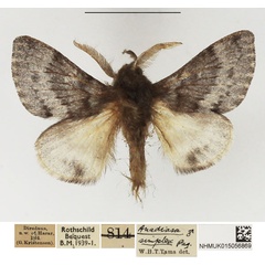 /filer/webapps/moths/media/images/S/simplex_Anadiasa_AM_NHMUK.jpg