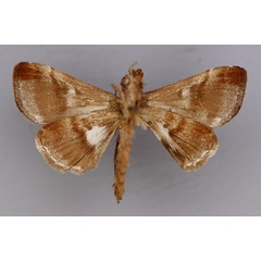 /filer/webapps/moths/media/images/A/argosticta_Plusiophaes_A_RMCA_02.jpg